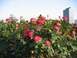 中之島公園のバラ